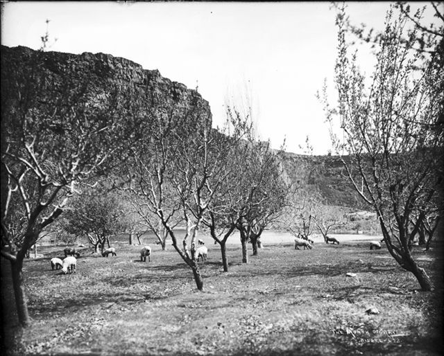 Perrine's orchards